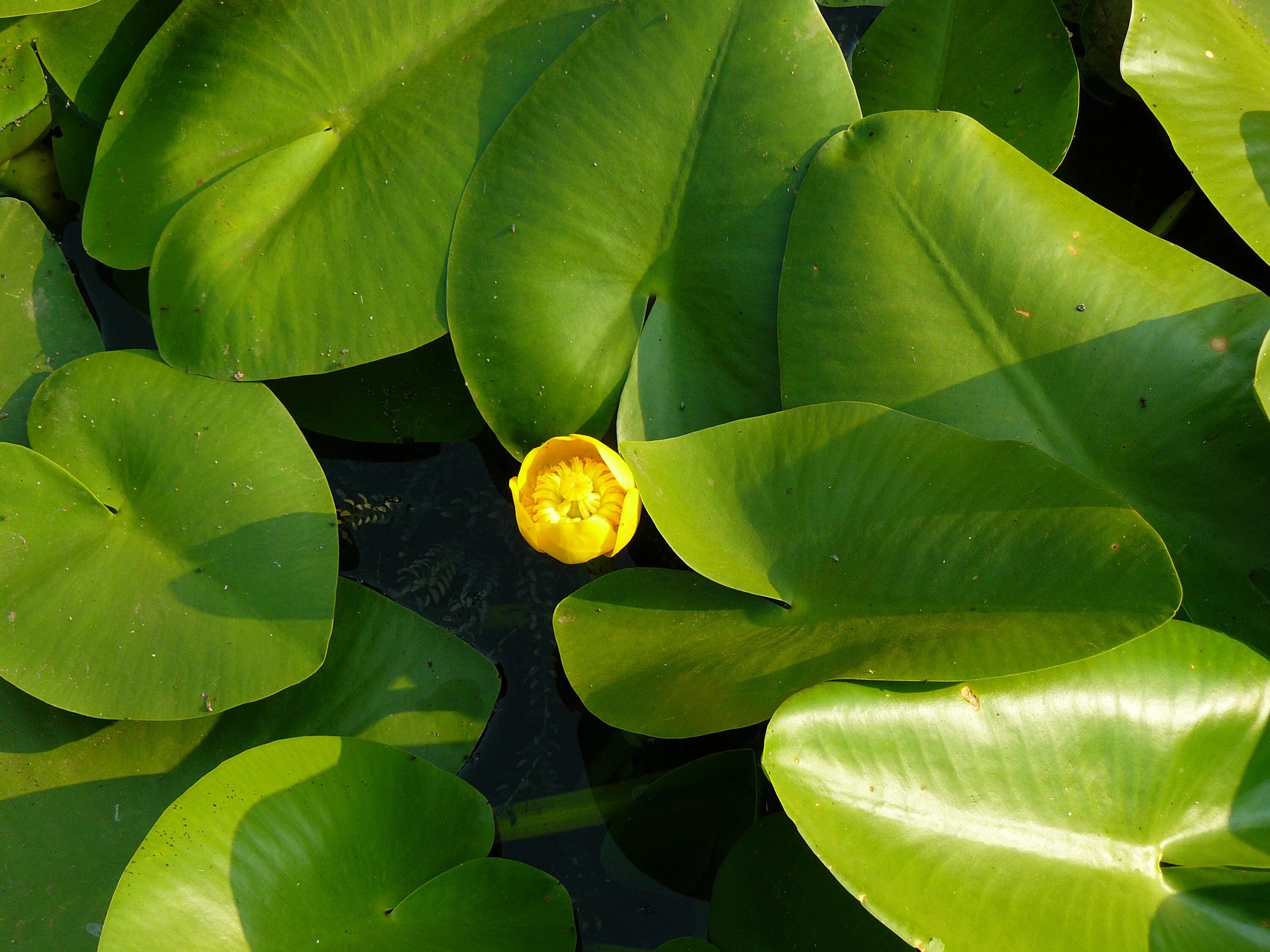 Кубышка (Nuphar). Кубышка жёлтая. Кубышка Болотная. Кубышка жёлтая - Nuphar luteum,. Кубышка гигантская