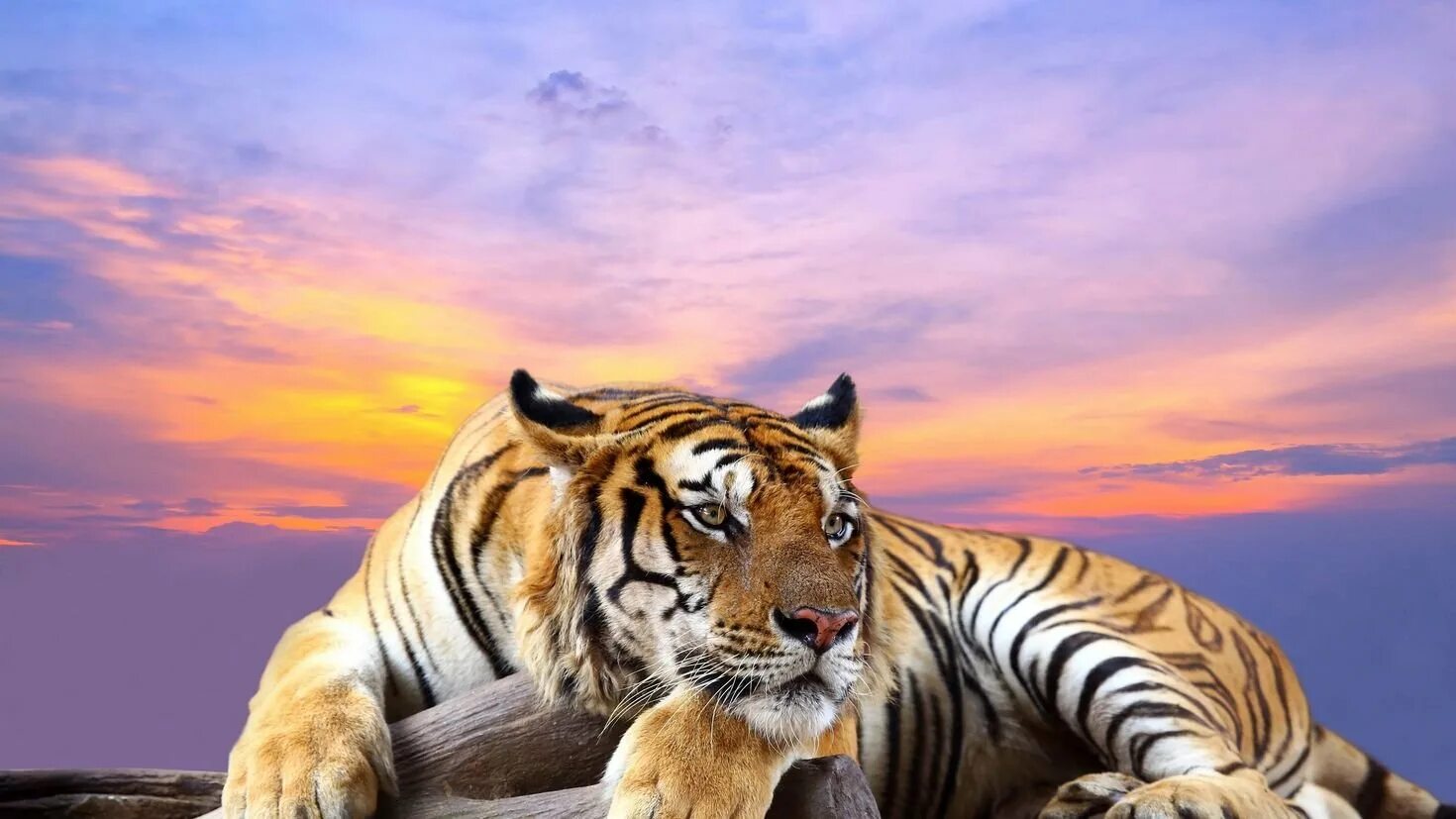 Sky tiger. Sky tiger