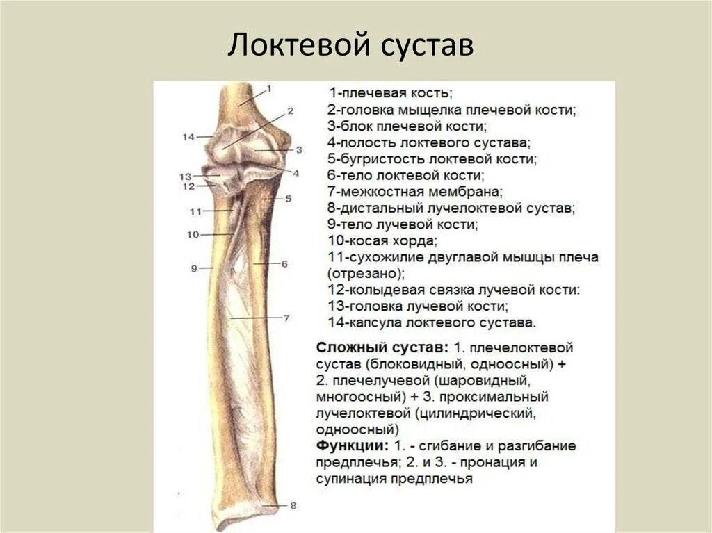 Кости предплечья локтевой сустав