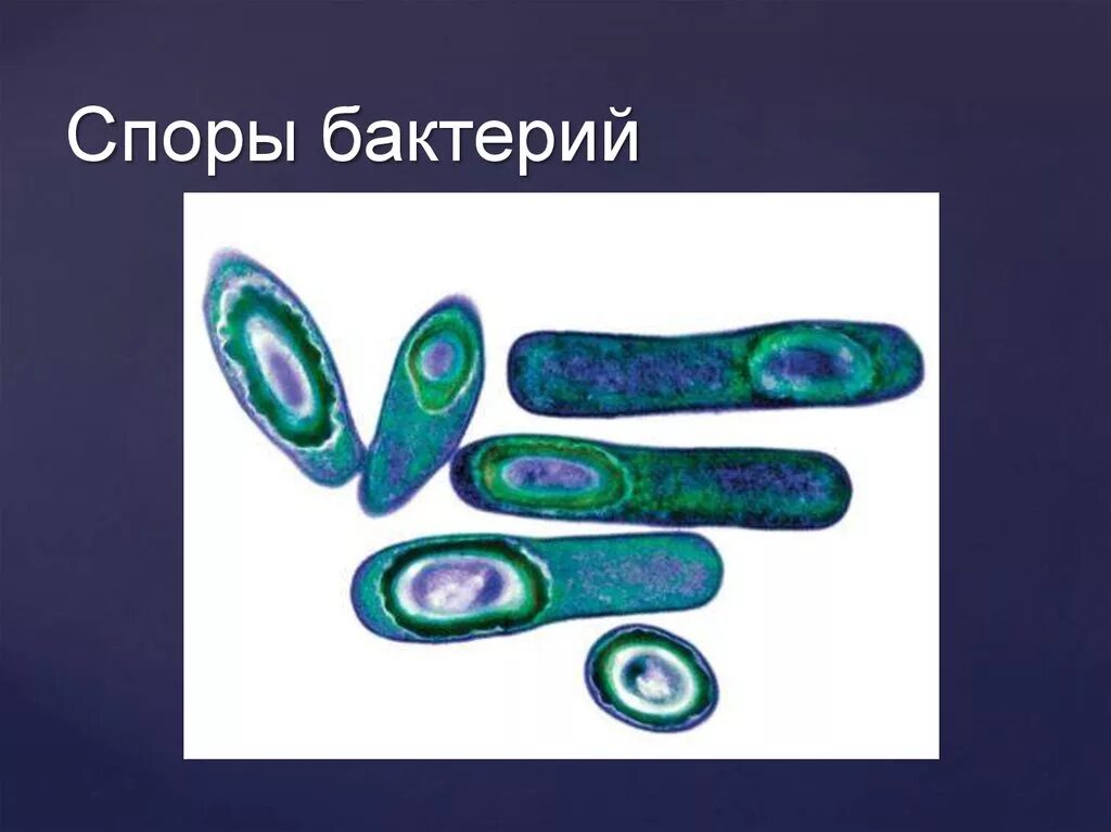 У бактерий при неблагоприятных условиях жизни. Спора бактерии. Споры бактериальной клетки микробиология. Споры бактерий бацилл. Споры бактерий микробиология.