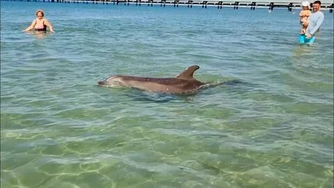 В анапе животное в море