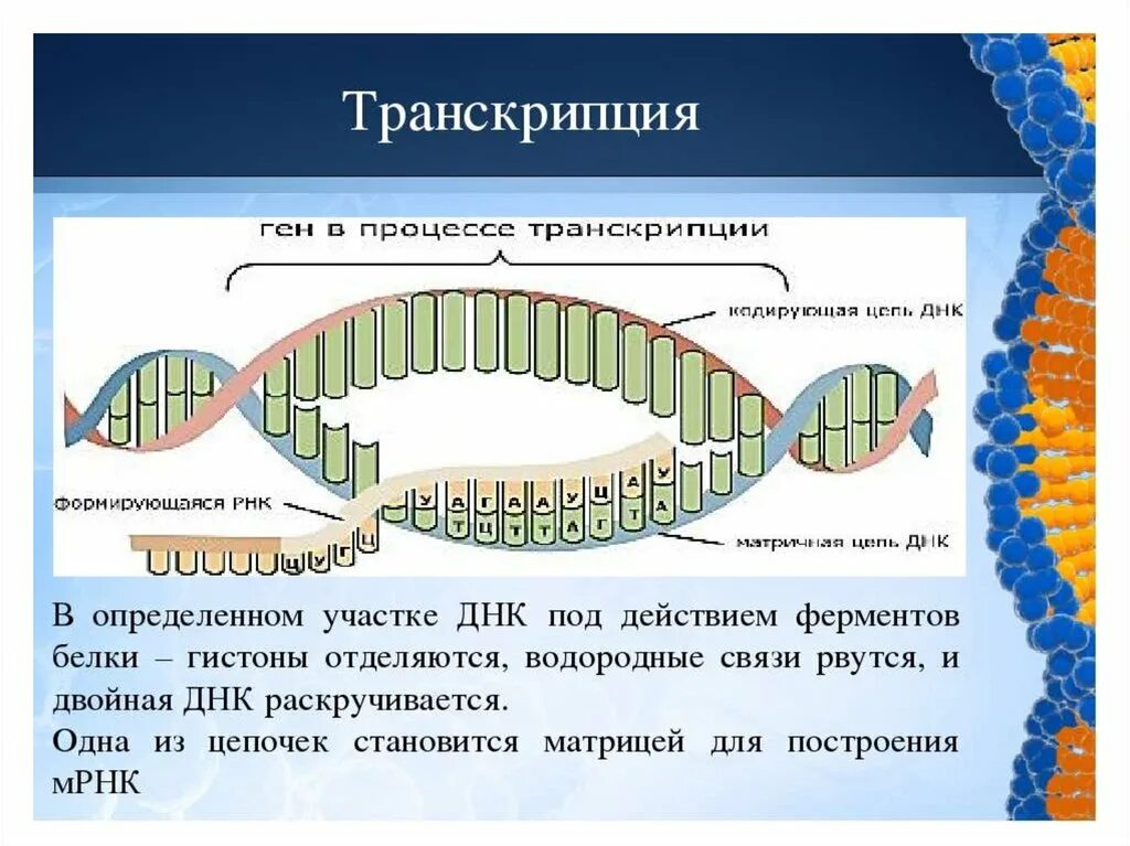 Транскрипция биология Синтез белков. Схема транскрипции синтеза белка. Транскрипции в процессе биосинтеза белка?. Схема процесса транскрипции белка по биологии. Названия этапов биосинтеза белка