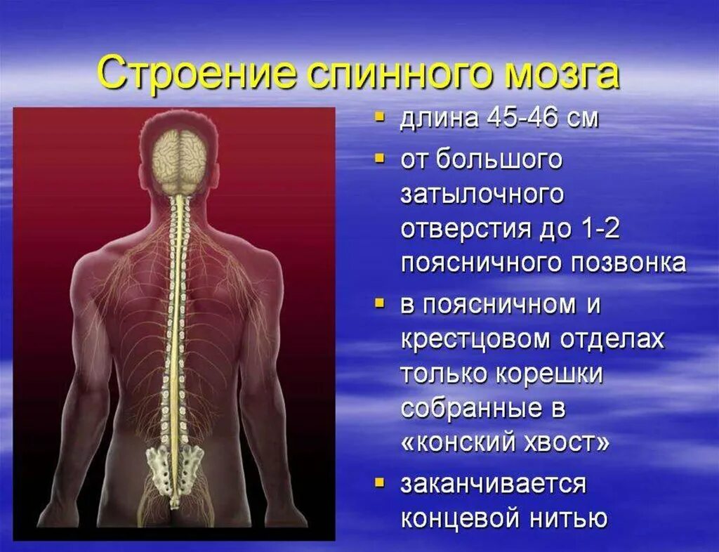 Спинной отзывы. Спинной мозг. Место расположения спинного мозга. Строение спинного мозга человека. Позвоночник и спинной мозг.