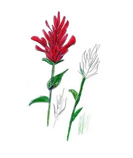 Devil s paintbrush