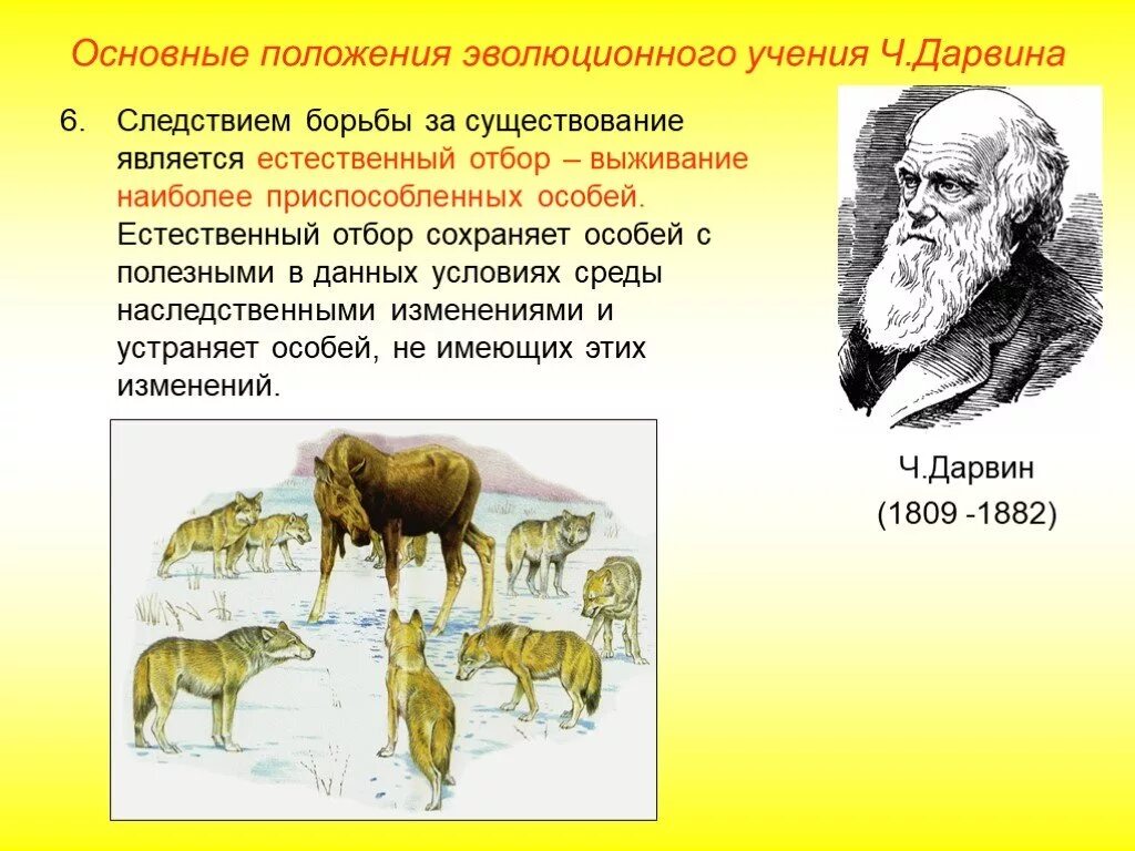 Теория естественного отбора ч. Дарвина. Теория Дарвина о естественном отборе 9 класс. Эволюционное учение Дарвина естественный отбор.