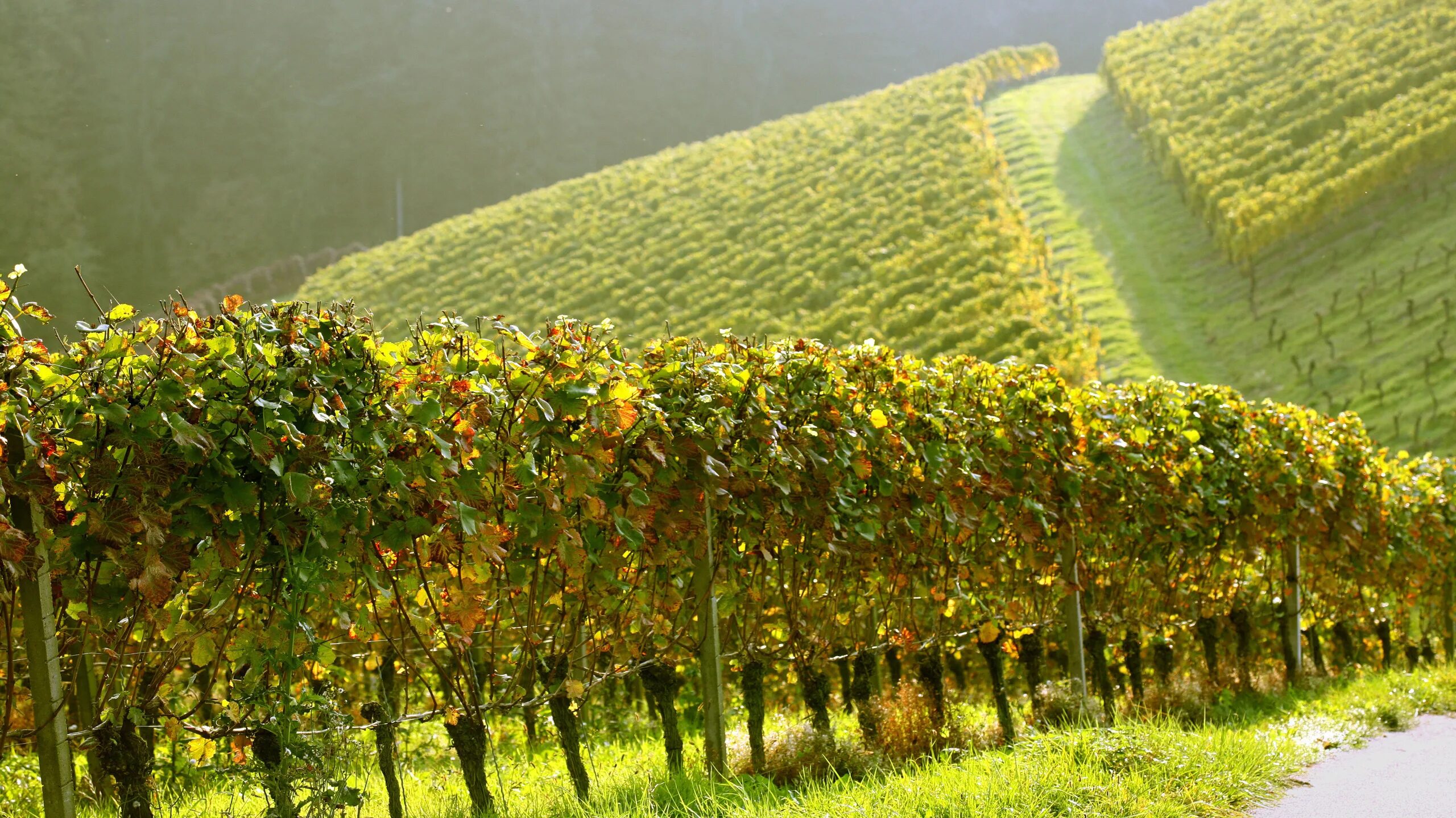 Дагестан плантация плантация. Трактора для виноградников и садов. Сельское хозяйство садоводство. Сельское хозяйство садоводство. Сельское хозяйство садоводство.