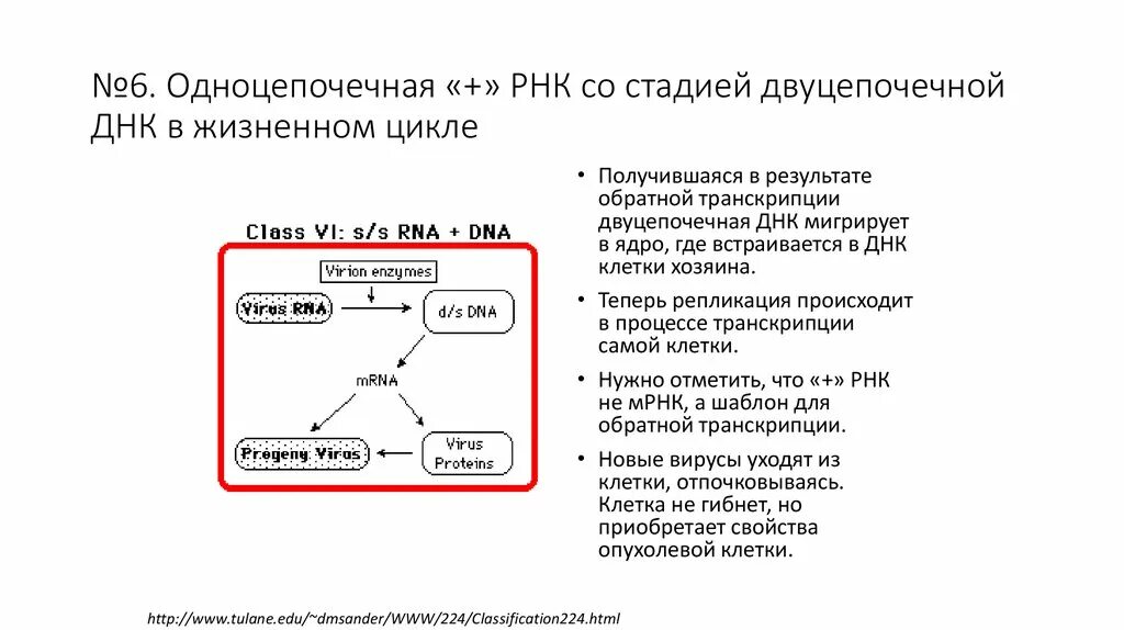 Минус рнк вирусы. Жизненный цикл РНК содержащих вирусов. Двухцепочечные РНК вирусы. Вирусы с одноцепочечной РНК. Вирусы с двухцепочечной ДНК.