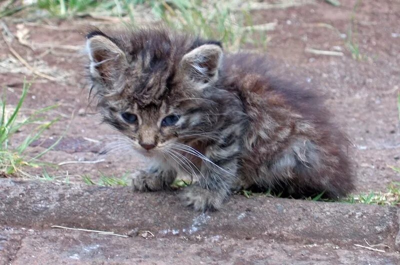 Брошенные маленькие котята. Жалобный котенок. Уличный котенок. Бездомные котята. Бездомные кошки.