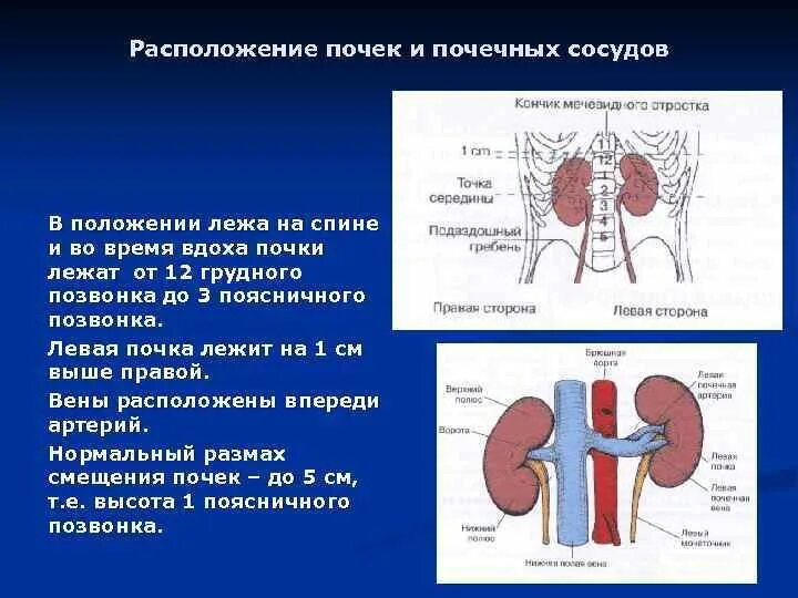 Местоположение почек в организме