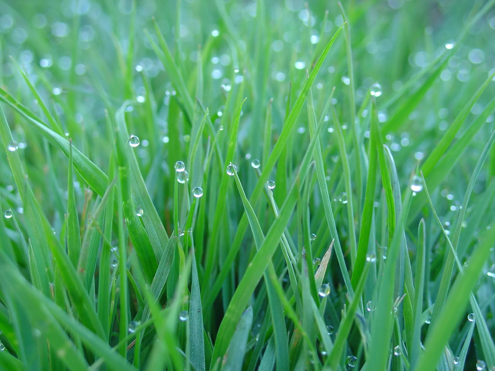 Толстой роса на траве. Роса на траве. Роса это явление природы. Трава с каплями росы. Трава в воде.