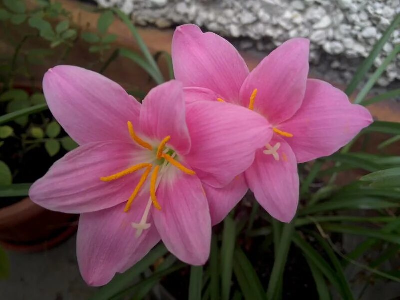 выскочка 7 букв. зефирантес белый. зефирантес крупноцветковый. зефирантес робустус розовый. зефирантес робустус.