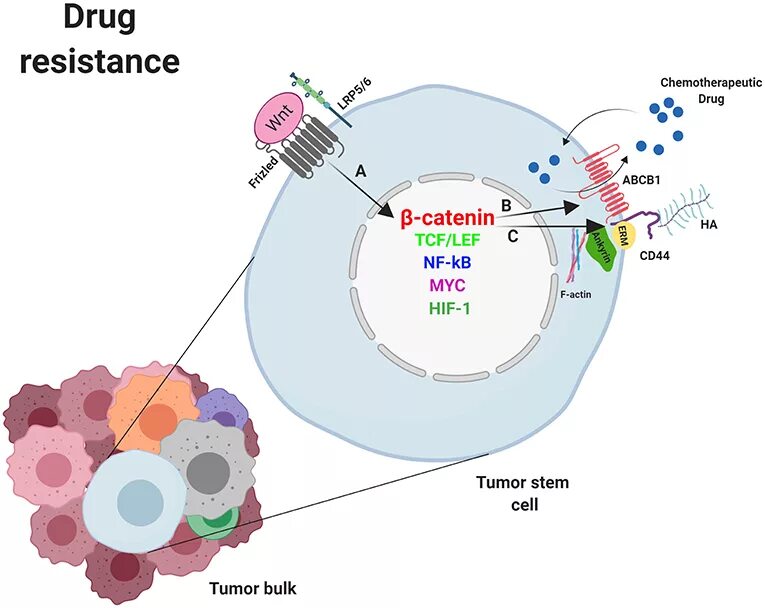 Chemotherapeutic drugs. Индуцированная резистентность это. Плазмидоопосредованная резистентность. Резистентность буньявирусов. Колонизационная резистентность