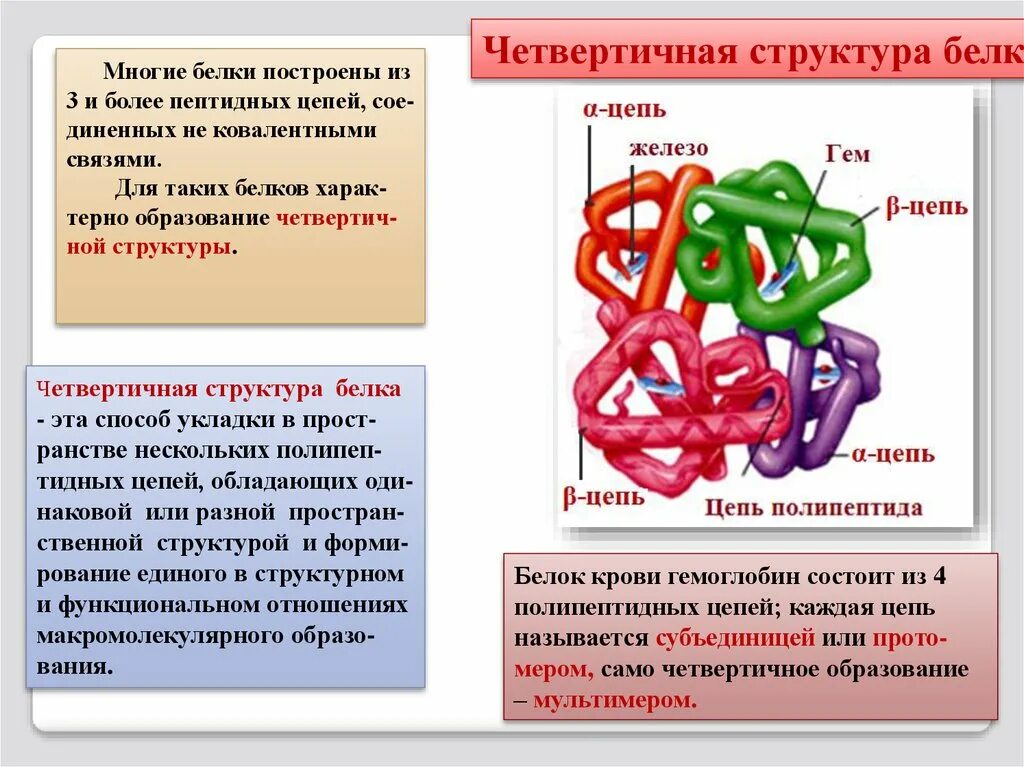 Четвертичная структура белка это структура. Четвертичная структура белка строение. Строение белков четвертичная структура. Гемоглобин белок четвертичной структуры.