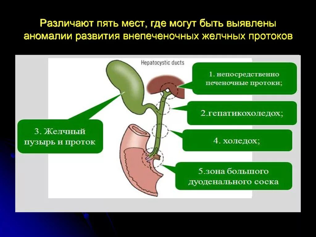 Для желчного пузыря характерно