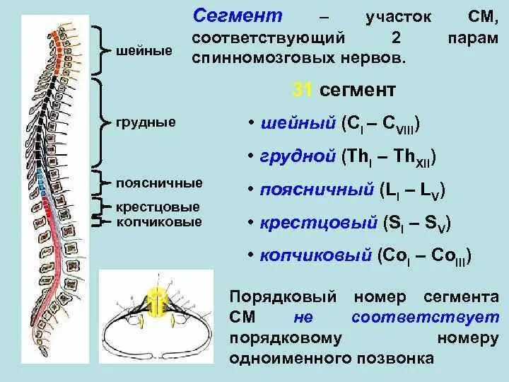 Сколько пар спинномозговых нервов отходит от спинного. Скелетотопия сегментов спинного мозга. 31 Сегмент спинного мозга таблица. Сегмент д 4 спинной мозг. 31 Пара Корешков спинной мозг.