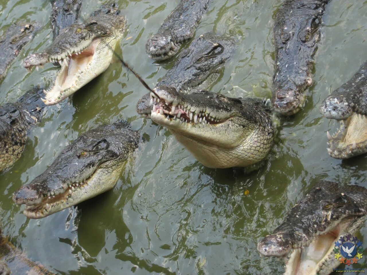 Ловля крокодилов. Крокодилы в Азовском море.