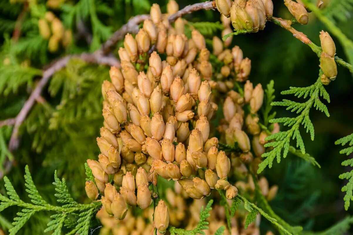 Туя Западная шишечки. Thuja occidentalis шишки. Туя Восточная шишки. Туя складчатая шишки. Семена ели созревают