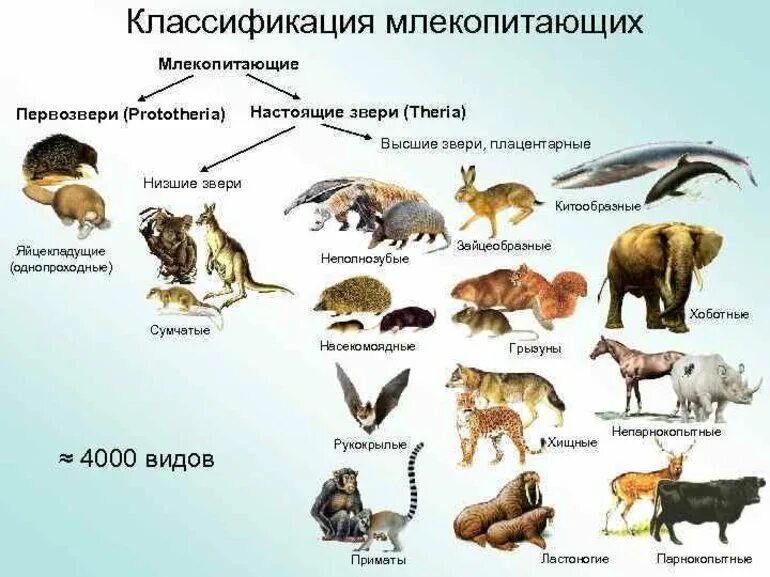 Классы млекопитающих и их представители. Классификация отрядов млекопитающих. Схема систематика плацентарных млекопитающих. Систематика отряды млекопитающих 7 класс.