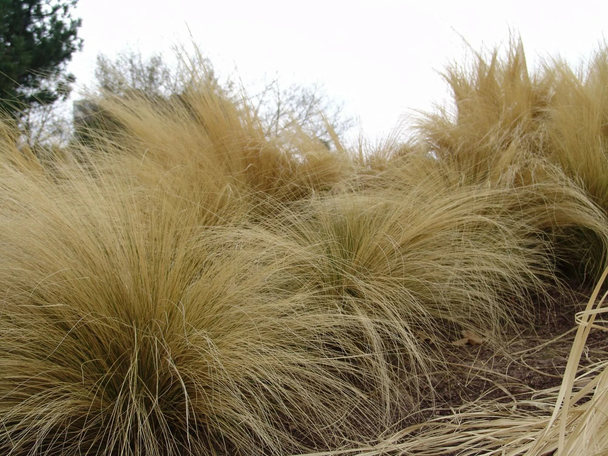 Ковыль зимостойкость. Ковыль stipa tenuissima. ковыль тончайший (stipa tenuissima). ковыль тонколистный.