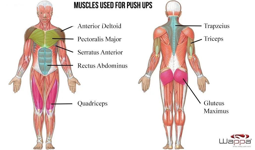 The word muscle. Anterior deltoid мышца. major muscles worked. muscle work. серратус антериор мышца.