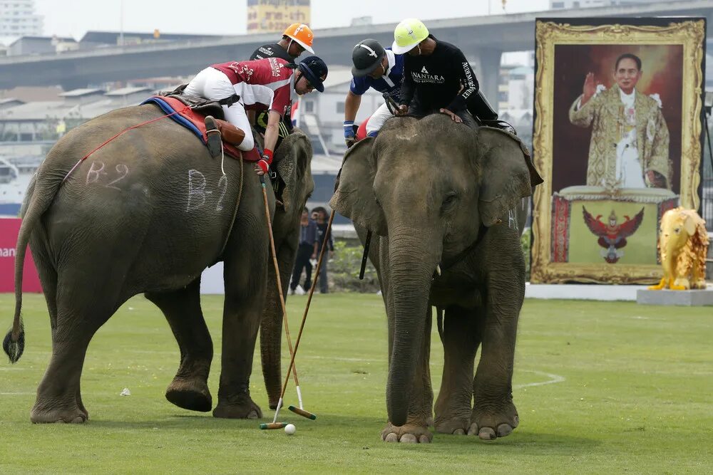 Elephant polo. Слоновья вечеринка. Поло на слонах. Тайланд слоны. Покататься на слоне.