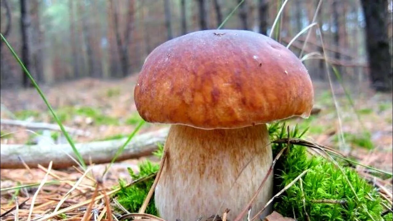 Boletus edulis – белый гриб. Белый гриб боровик. Покажи фото боровика. Белый гриб боровик. Покажи фото боровика.