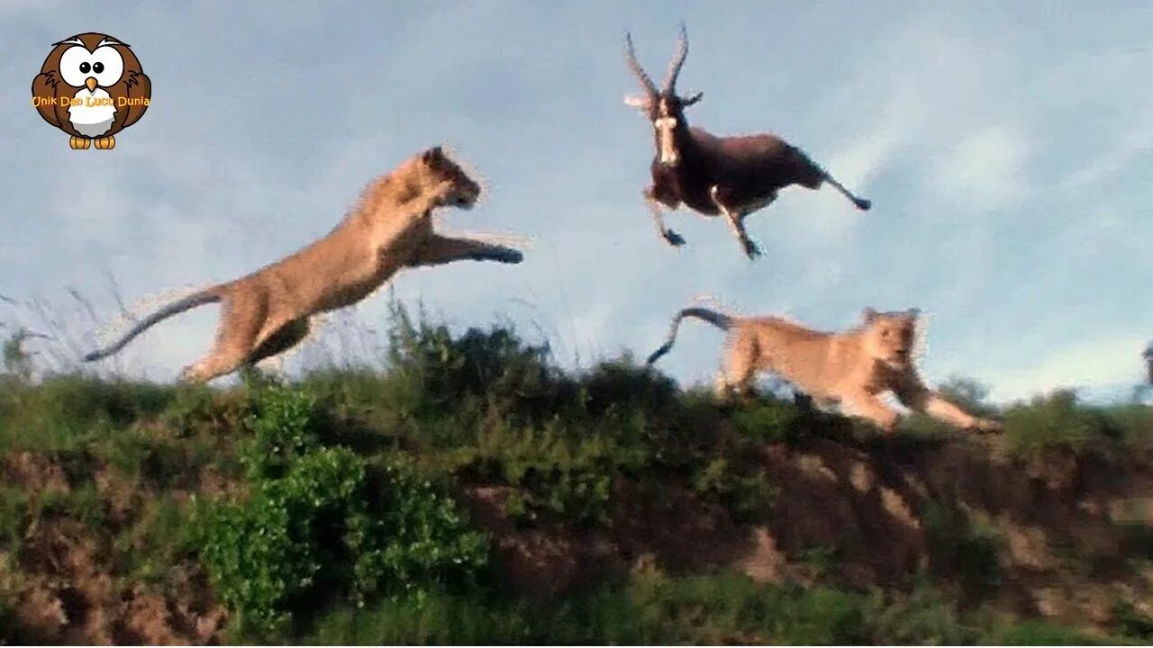 Гнаться вид. Лев нападает в прыжке. Лев гонится за антилопой.