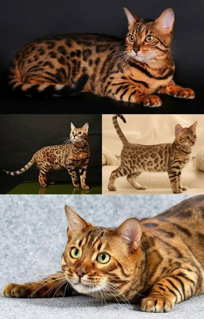 Бенгальская сколько живут. Бенгальская кошка. Кошки бенгальской породы. Бенгальская леопардовая кошка. Кошка породы бенгал порода.