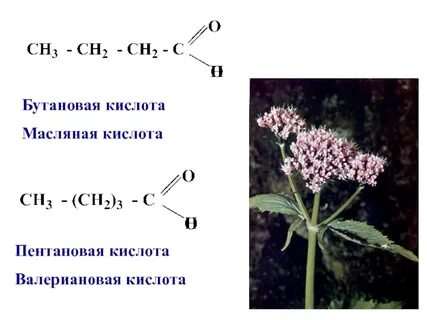 Пентановая кислота изомеры