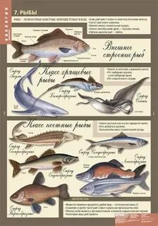 Классы хрящевых рыб таблица