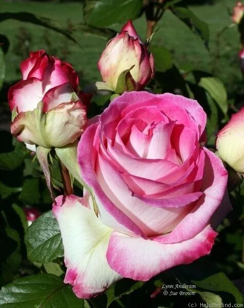Anderson rose agency. Lynn anderson пляж. Rose anderson. Rose anderson. Rose anderson.