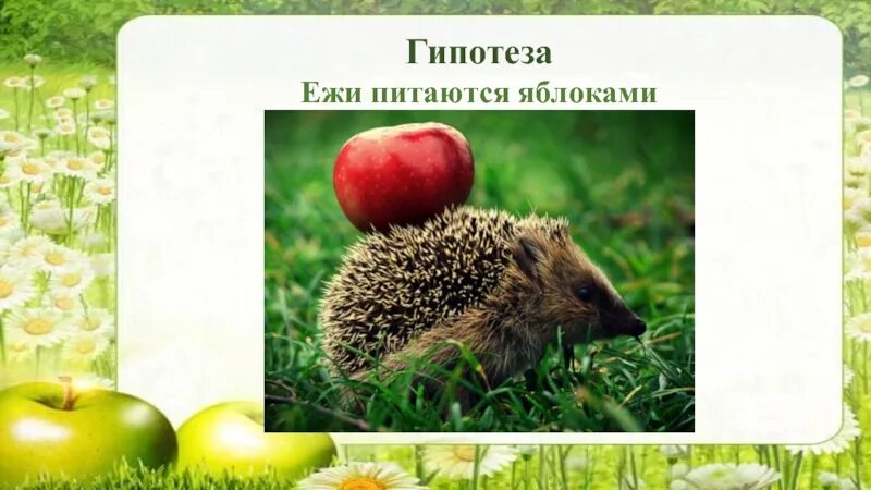 Ежик собирал яблоки. Ежик с яблоком. зачем ежу яблоки. зачем ежам яблоки. зачем ежику яблоки.