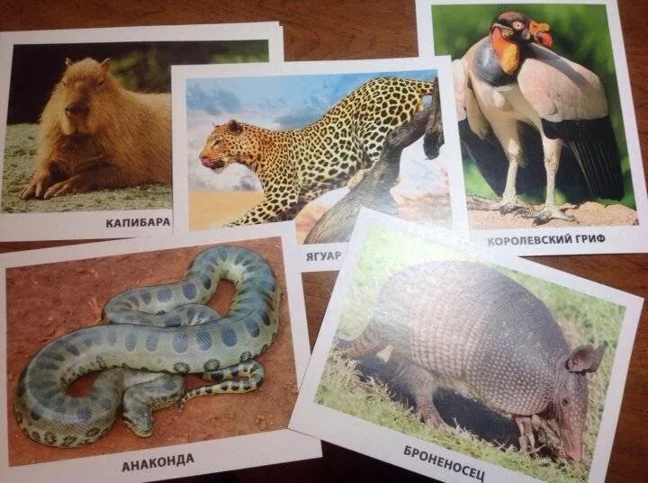 Кто живет в южной америке животные. Карточки животные Южной Америки. Обучающие карточки животные Южной Америки. Карточки животные Северной Америки. Животные Южной Америки рисунки.