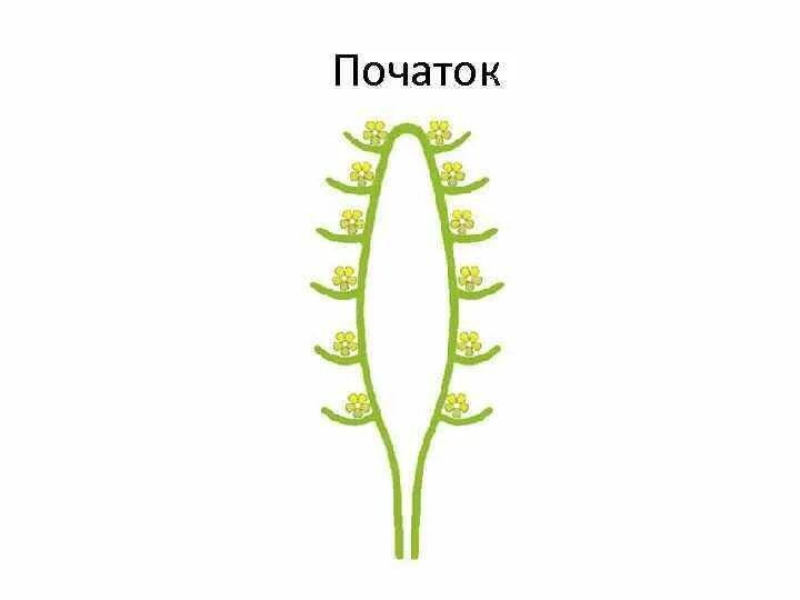 Простой початок. Соцветие кукурузы схема. Строение соцветия початок. Простые соцветия початок. Соцветие початок схема.