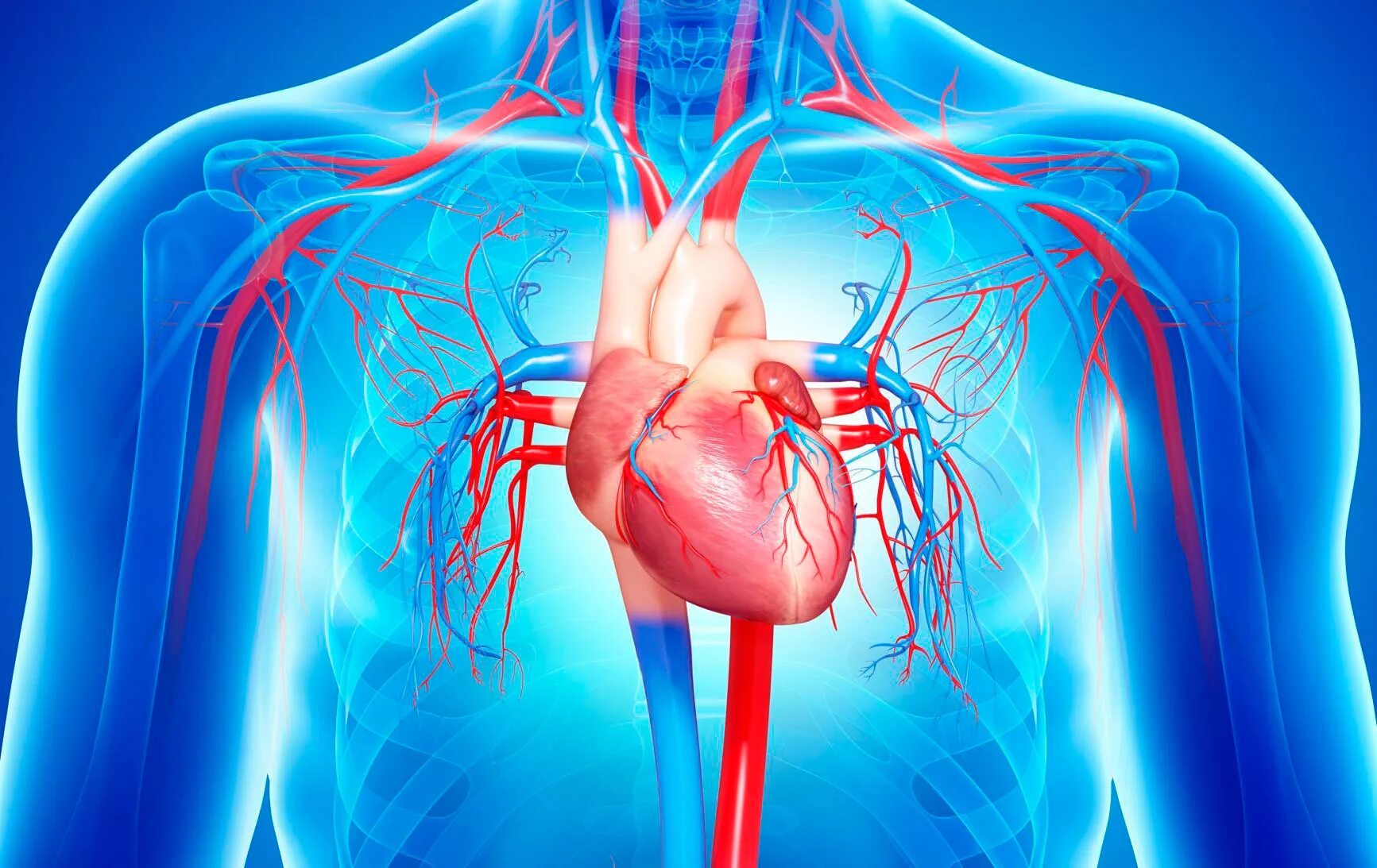 Cardiovascular system. Сердечно-сосудистая система человека. Медицина. Сердце и сосуды.