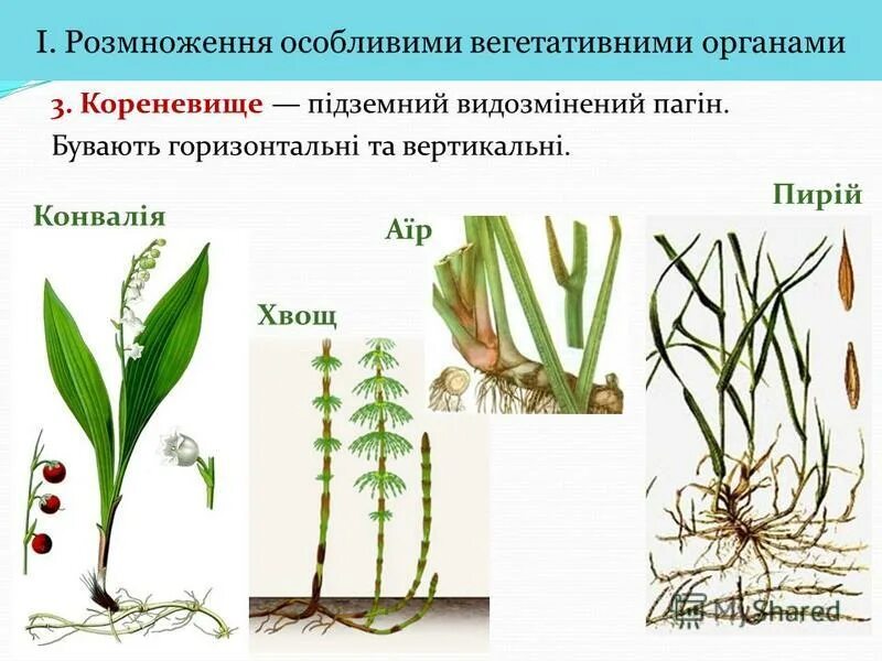 Гипогеогенное корневище. Гипогеогенные корневища. Гипогеогенные корневища седмичника. Корневище растений гипогеогенное. Вегетативное размножение класс Однодольные.