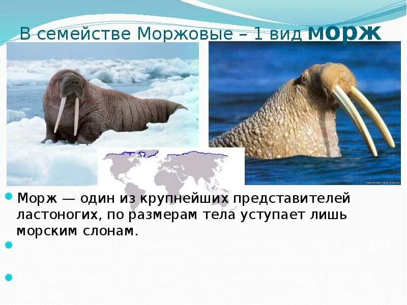 Морж приспособление к среде обитания. Морж занесен в красную. Морж занесен в красную книгу. Адаптации моржа. Животные из красной книги морж.