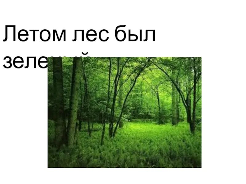 План как был в лесу летом. Описание летнего леса. Летом в лесу сочинение. Описание леса летом. Рассказ про летний лес.