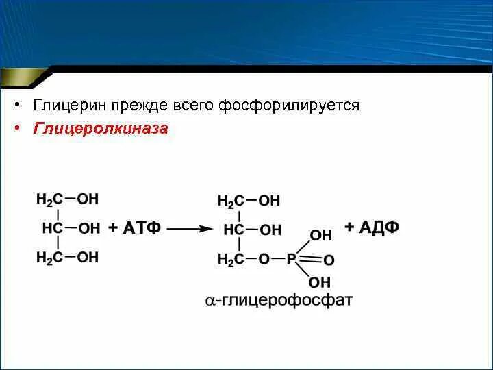 Глицеролкиназа. Образование глицерина биохимия. Глицерин + АТФ глицерофосфат. Глицерин в глицерофосфат. Реакция образования глицерина