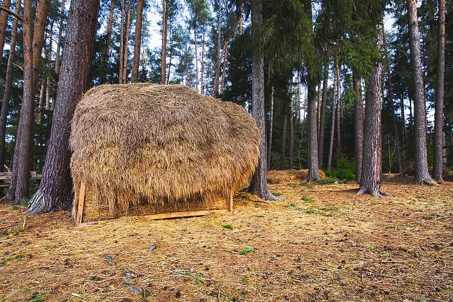 Стог сена. Лесное сено. Сено в лесу. Копна деревьев. Лосята увидели в лесу стог сена разбор