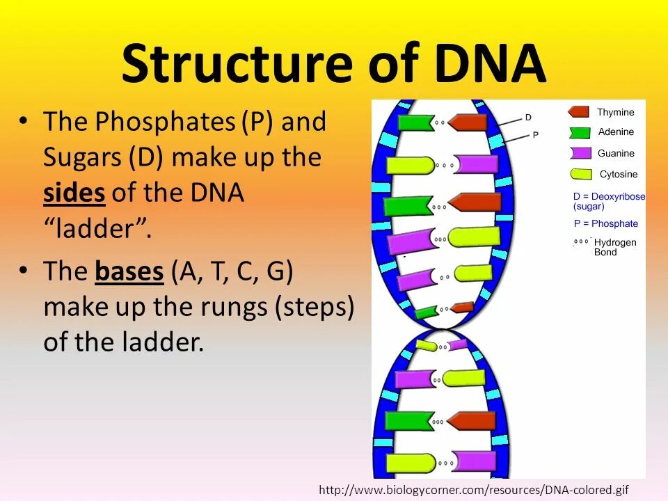 DNA structure. DNA molecule structure. DNA components. Parts of DNA.