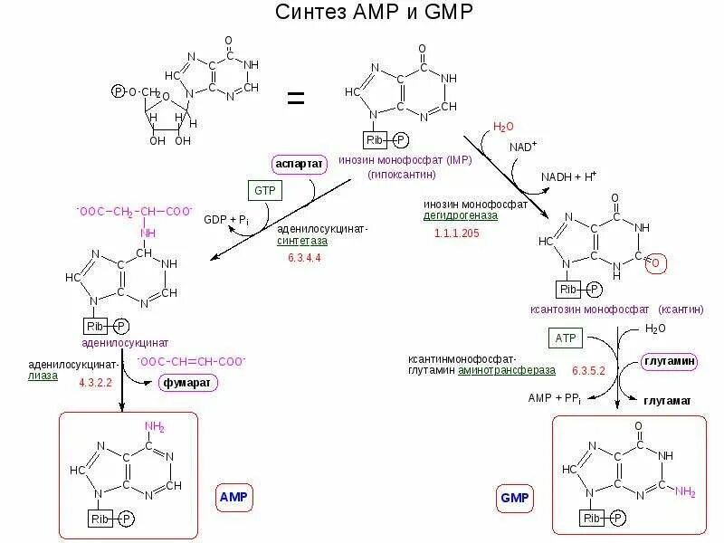 Синтез адрес. ИМФ + ? → ксантозин-5-монофосфат + NADH. Синтез инозин 5 монофосфат. Ксантин монофосфат. Синтез ИМФ биохимия.