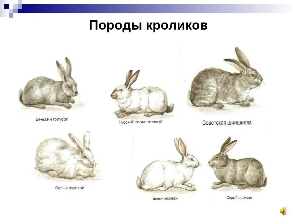 Кролики породистые. Кролики породистые. Породы кролей. Кролики виды пород. Кролики мясных пород названия.