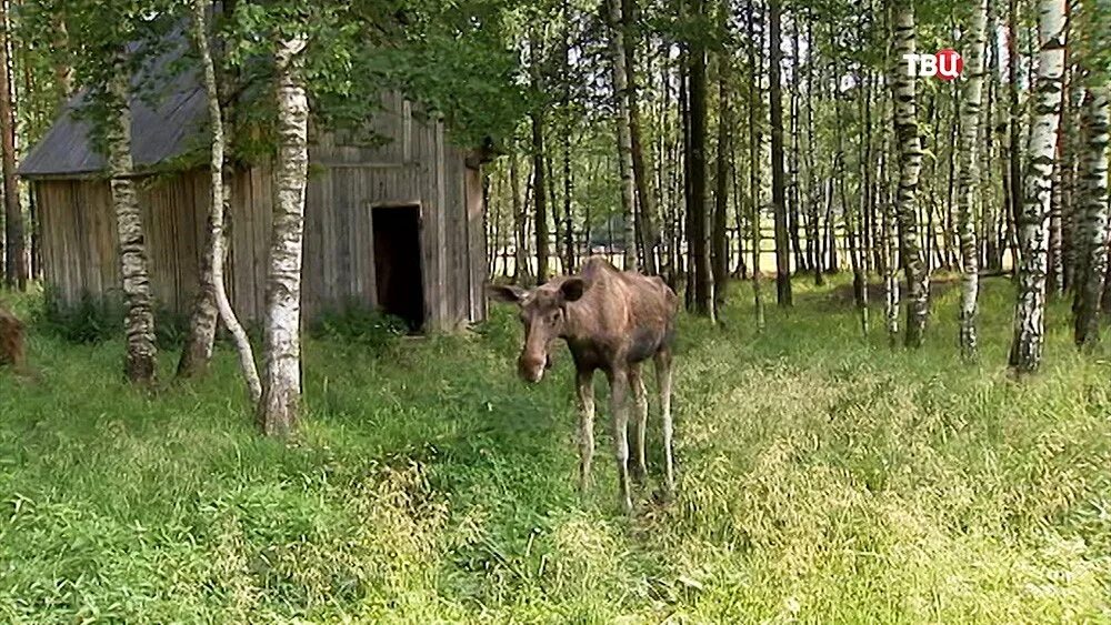 Лосиноостровский парк купить. Лосиноостровский парк. Пик Лосиноостровский. Москва ш открытое Лосиноостровский парк. Лосиноостровский парк Ярославский район.