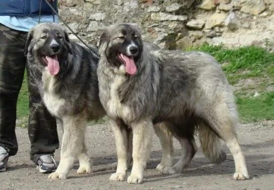 Carpathian Shepherd Dog Breed Info, Guide & Care