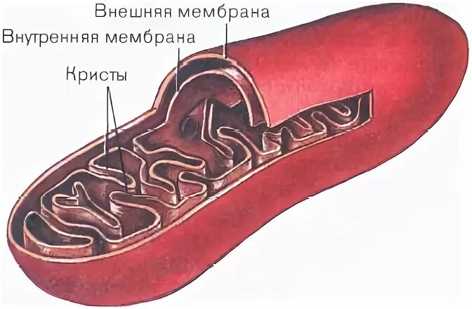 Митохондрия микротрубочка хлоропласт. Внутренняя мембрана Кристы. Митохондрии. Митахондрии эт. Кристы внутри сечение.