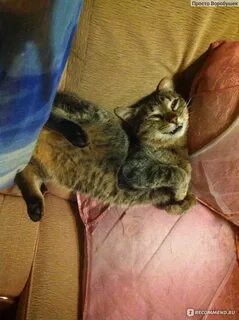 Кошка окотилась