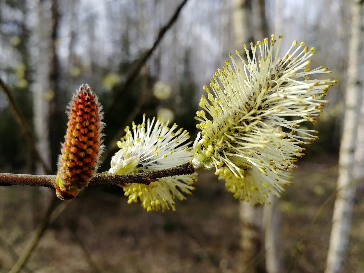 Ива козья фото. Ива козья salix caprea. ива бредина. ива козья таганай. ива бредина (salix caprea).