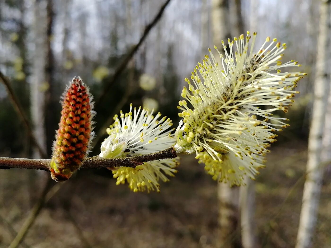 Бредина 6 букв. Ива Козья Salix caprea. Ива Козья (бредина) – Salix caprea. Ива бредина (Salix caprea). Ива Козья соцветие.