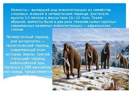 Род млекопитающих